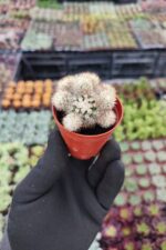 Mammillaria gracilis ssp.