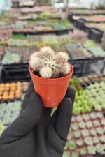 Mammillaria gracilis ssp. - Görsel 2