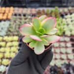 Crassula Platyphylla Variegata