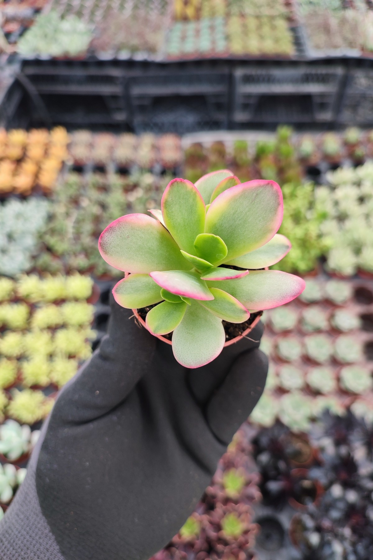 IMG_20260824_160225 Crassula Platyphylla Variegata - Görsel 1
