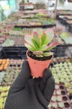 Crassula Platyphylla Variegata - Görsel 2