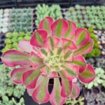 Aeonium Pink Witch