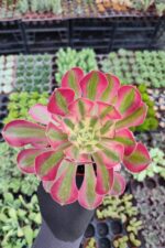 Aeonium Pink Witch