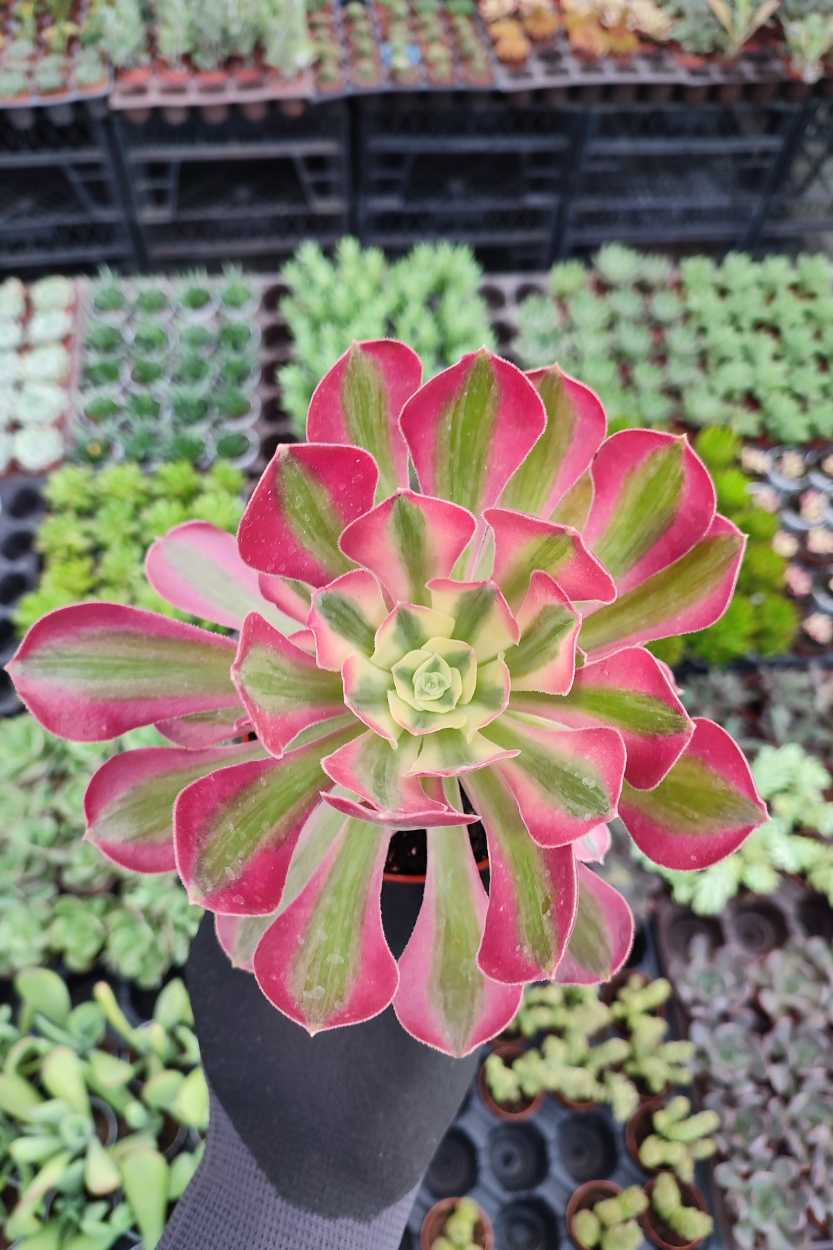 IMG_20260824_170324 Aeonium Pink Witch - Görsel 1