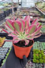 Aeonium Pink Witch - Görsel 2