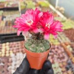 Gymnocalycium quehlianum