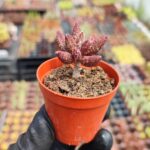 Adromischus marianae var antidorcatum