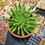 Euphorbia Medusa