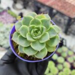 Echeveria Fabiola