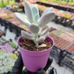 Pachyphytum Oviferum