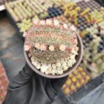 Mammillaria zeilmanniana Cristat