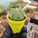 Astrophytum Asterias