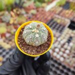 Astrophytum Asterias