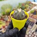 Astrophytum Asterias