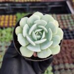 Echeveria Lola Sukulent