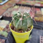 Astrophytum Asterias