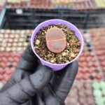 Lithops Taş Kaktüs