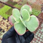 Kalanchoe Luciae Fantastic Variegated