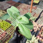 Tradescantia sillamontana