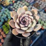 Echeveria Orion
