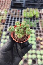 Euphorbia submammillaris - Görsel 2