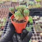 Euphorbia submammillaris