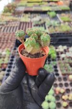 Euphorbia submammillaris