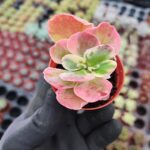 Kalanchoe Luciae Fantastic Variegated