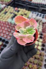 Kalanchoe Luciae Fantastic Variegated