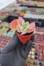 Kalanchoe Luciae Fantastic Variegated - Görsel 3