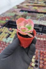 Kalanchoe Luciae Fantastic Variegated - Görsel 2