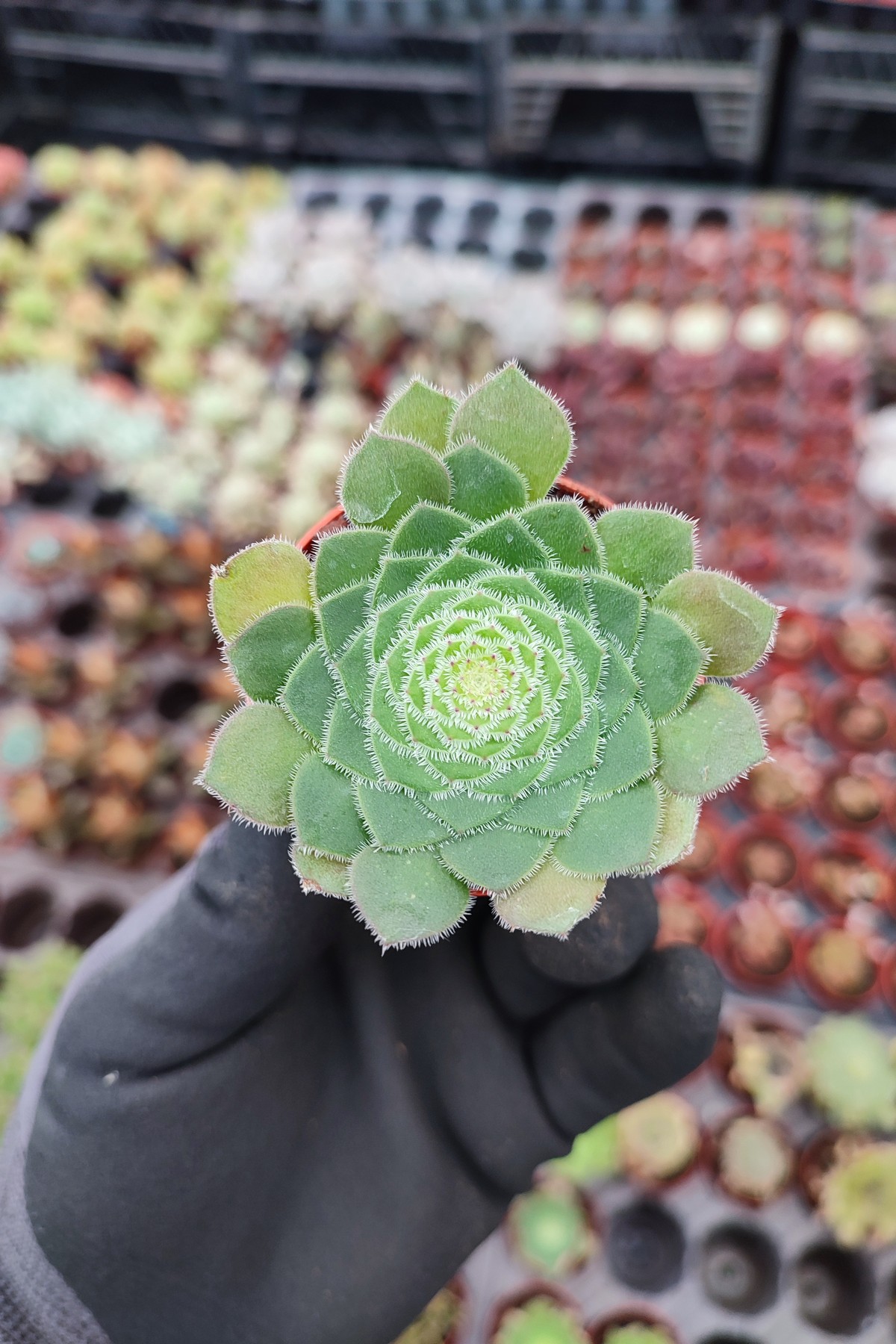 IMG_20260207_122151 Aeonium Ssp. - Görsel 1