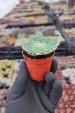 Aeonium Ssp. - Görsel 2