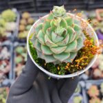 Echeveria Fabiola