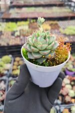 Echeveria Fabiola - Görsel 2