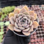 Echeveria Orion