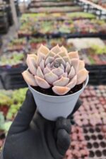 Echeveria Orion - Görsel 2