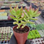 Crassula rubricaulis