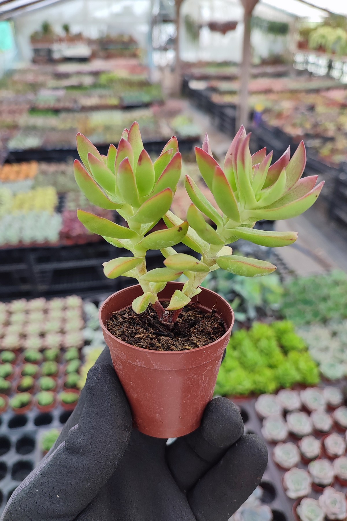 IMG_20260824_154555 Crassula rubricaulis - Görsel 1