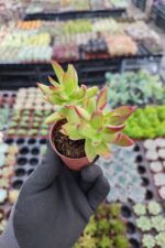 Crassula rubricaulis - Görsel 2
