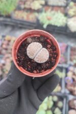 Lithops Taş Kaktüs