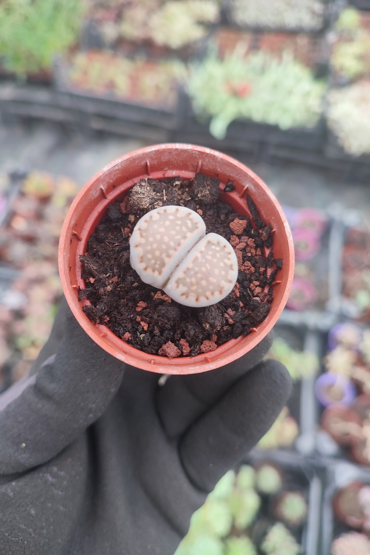 IMG_20261027_124238 Lithops Taş Kaktüs - Görsel 1