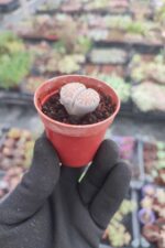 Lithops Taş Kaktüs - Görsel 2