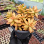 Sedum nussbaumerianum