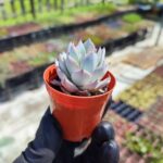 Echeveria peacockii