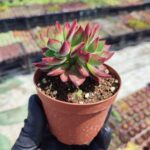 Echeveria pulvinata devotion