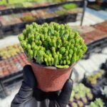 Euphorbia submammillaris