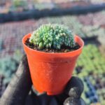 Echeveria setosa var rundelli Cristat