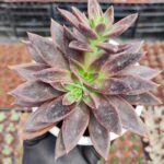 Echeveria Serrena Sukulent