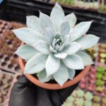 Echeveria peacockii